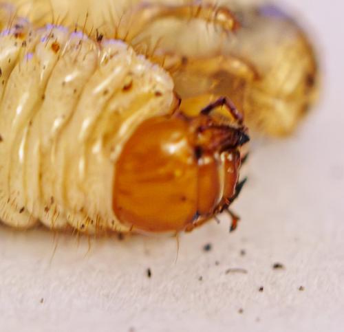 Amphimallon solstitiale